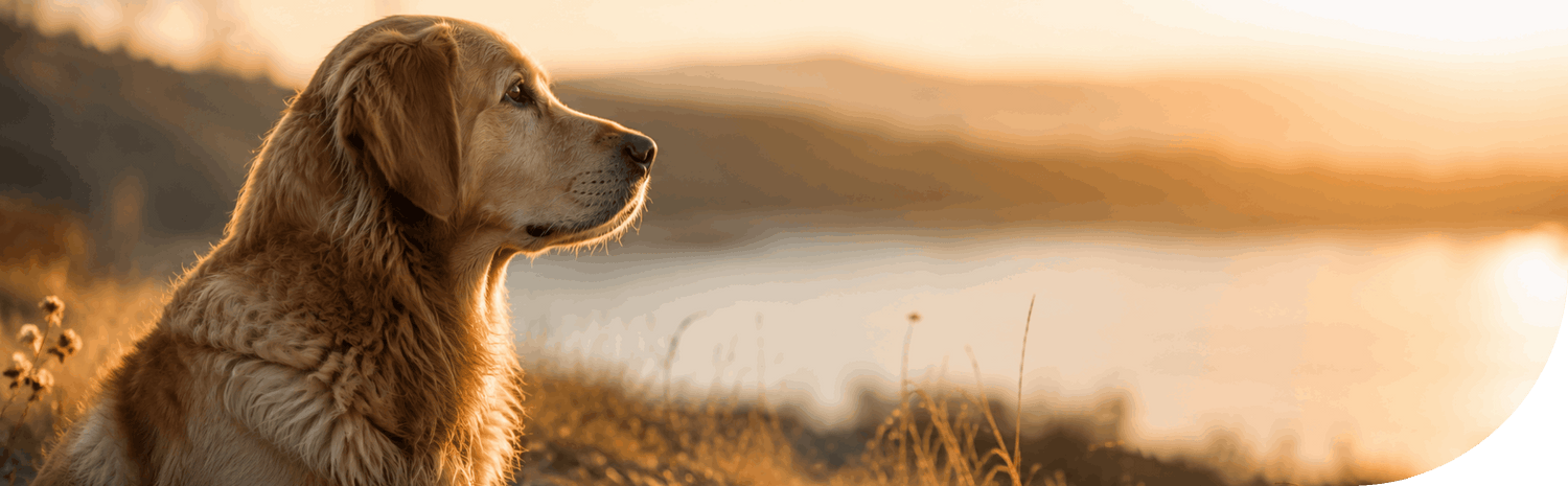 Pet Urns for Dogs
