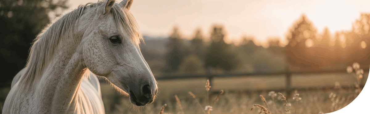 Horse urns