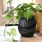 Preview: Tierurne Blossom 1,5 Ltr.