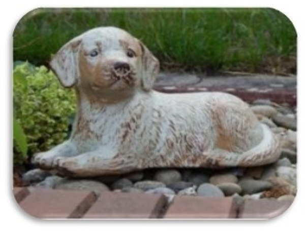 Tierurne Hund liegend in creme